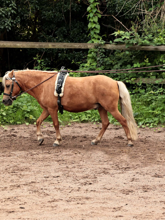 design it! Doppellonge – leicht und gut gleitend