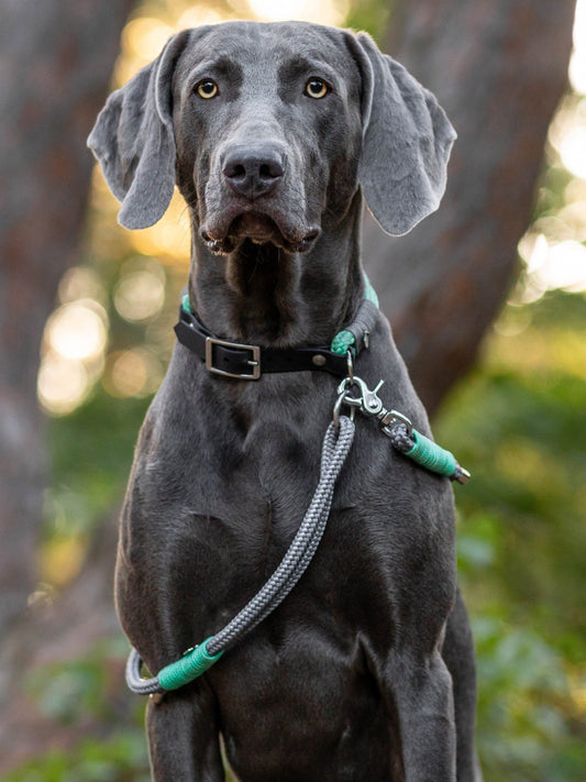 Leine mit Handschlaufe 1,5 Meter