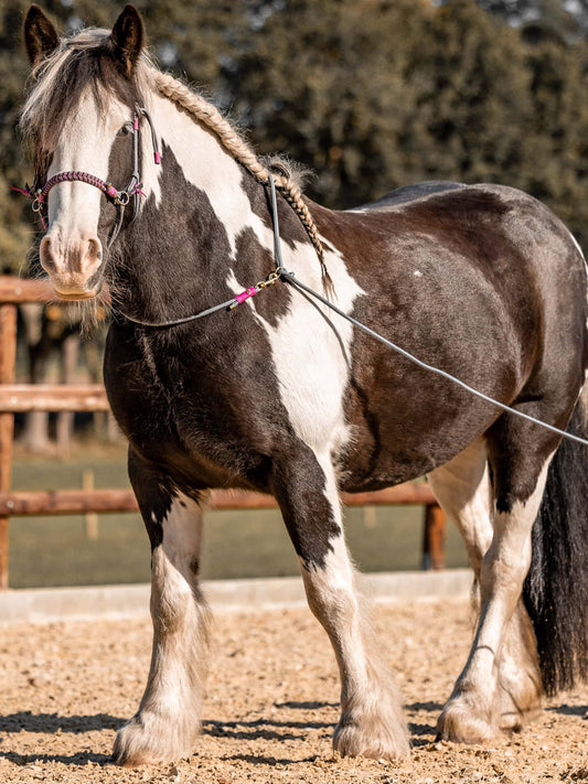 Vario-Seil | 3in1: Halsring, Langzügel, Bodenarbeitsseil