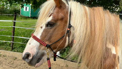 Deutschland-Kollektion – Für alle, die Schwarz-Rot-Gold lieben! 🐴