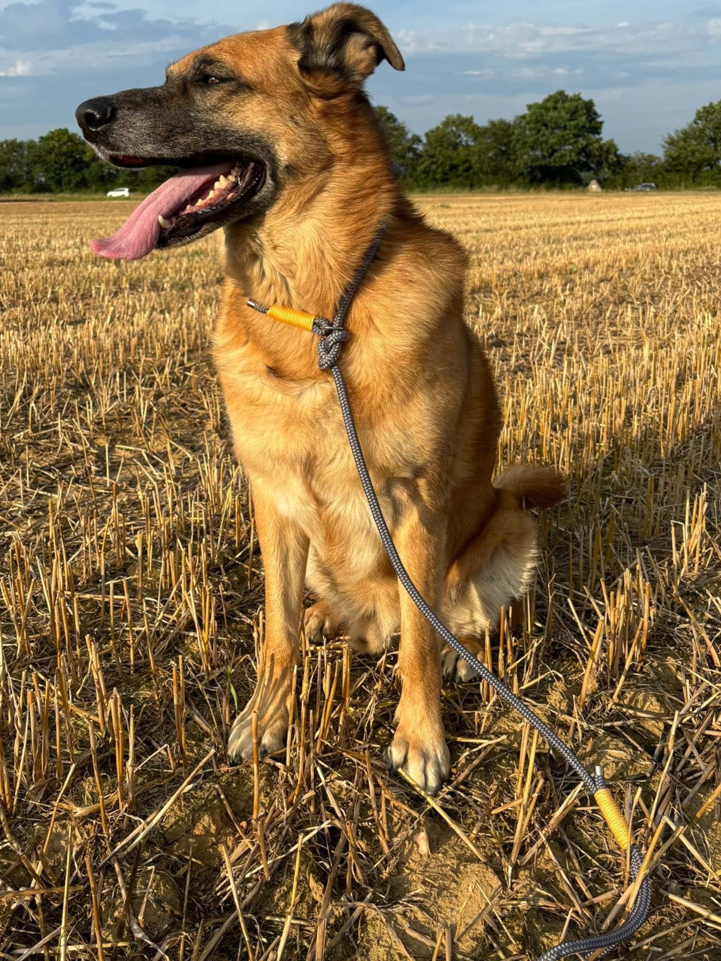 Retrieverleine